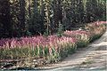 Forest, Yukon