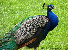 Peacock