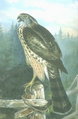 Italiano: Astore Accipiter gentilis