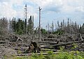 Čeština: Les po orkánu Kyrill (v r. 2007) nedaleko vrcholu Poledníku, který je součástí národního parku Šumava, nedaleko obce Prášily v okrese Klatovy English: Forest after storm Kyrill in 2007, near peak Poledník in national park Šumava, near Prášily in Klatovy District