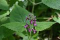 Stachys sylvatica