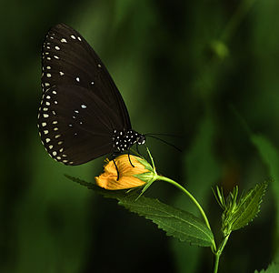 Euploea core (Common Crow)