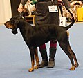 Black and Tan Coonhound