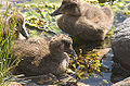 Ducklings; Borgenfjorden, Norway