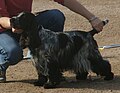 English Cocker, blue roan