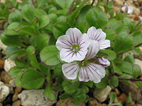 Gypsophila cerastioides