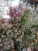 Gypsophila elegans