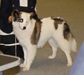 Yakutian Laika, piebald