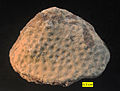 The scleractinian coral Microsolena from the Matmor Formation, Middle Jurassic, southern Israel.