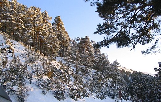 Forest of scots pine