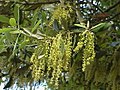 Male catkins