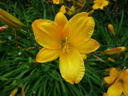 Eine gelbe Gartenblume, die nach einer Lilie aussieht.