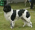 Frisian Pointer, black & white