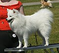 Japanese Spitz