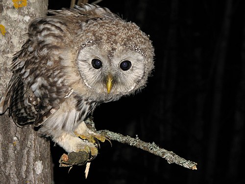 Ural owl in Kerzhenets Nature Reserve, Nizhny Novgorod Oblast, by Levashkin