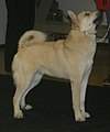 Norwegian Buhund, blakk (fawn)