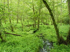 26.7.08 Bruchwald