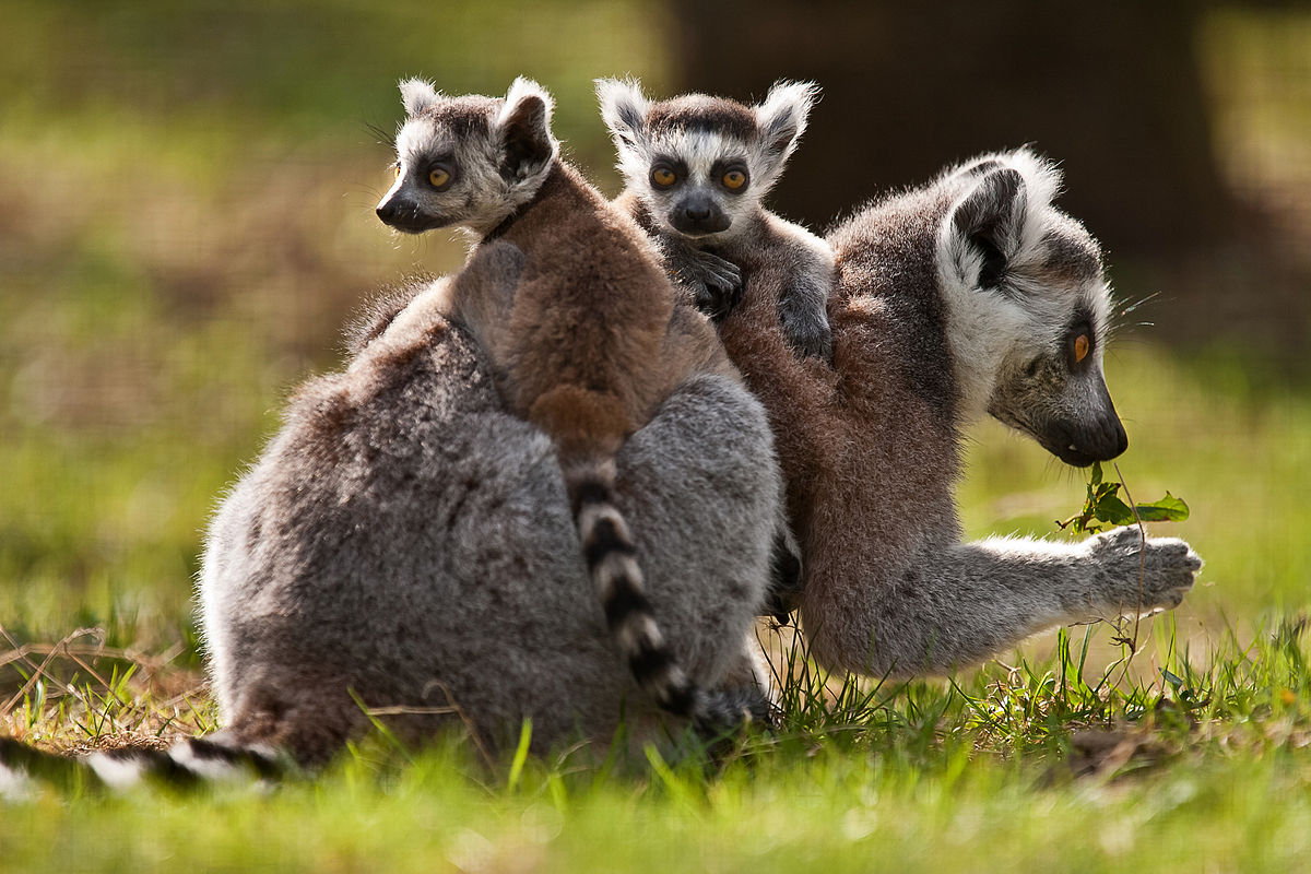 Lemur Wikipedia bahasa Indonesia ensiklopedia bebas