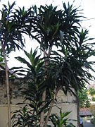 Dracaena angustifolia