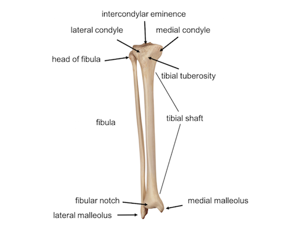 Leg Knee Anatomy