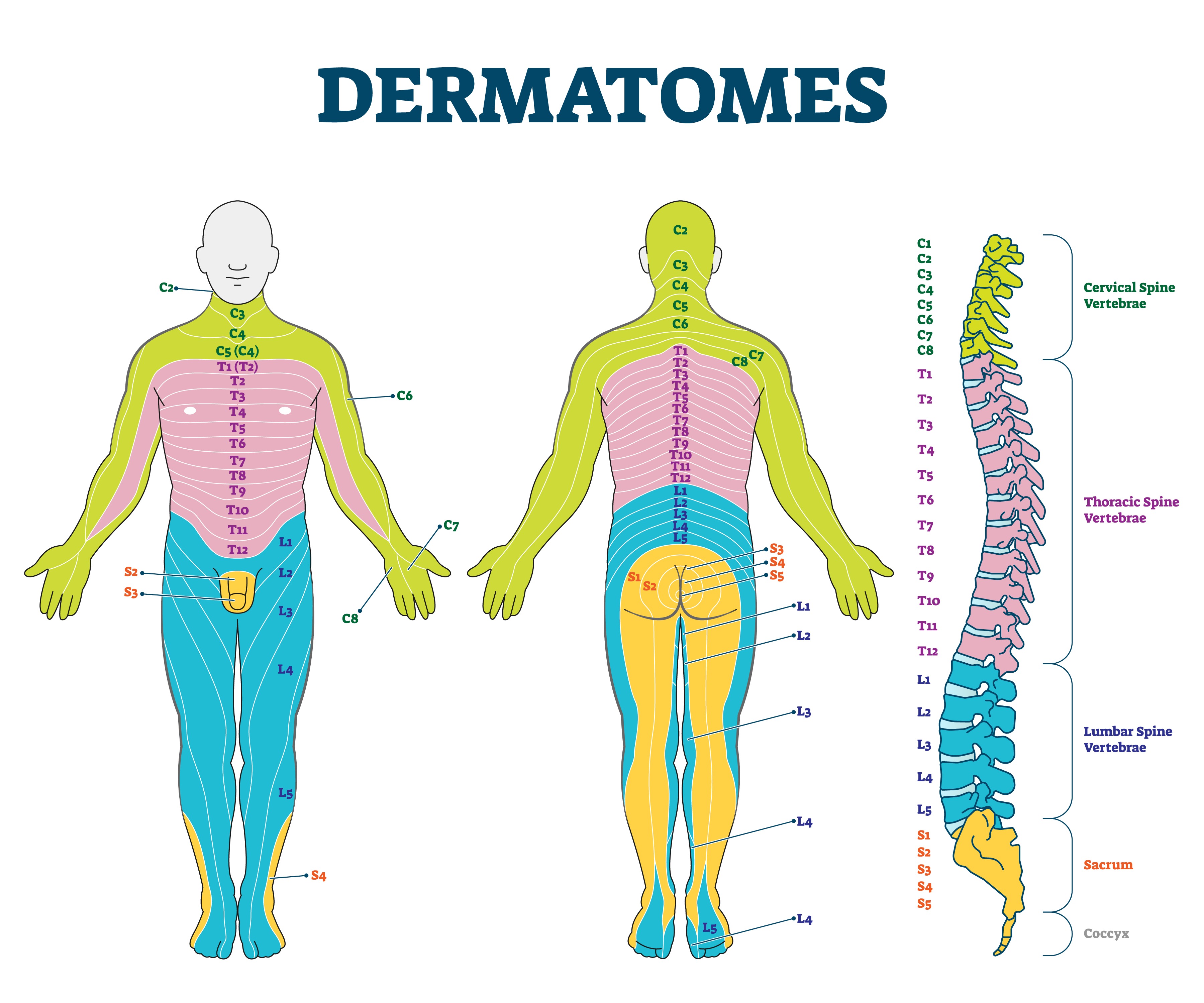 Dermatome : définition, utilité, aide au diagnostic