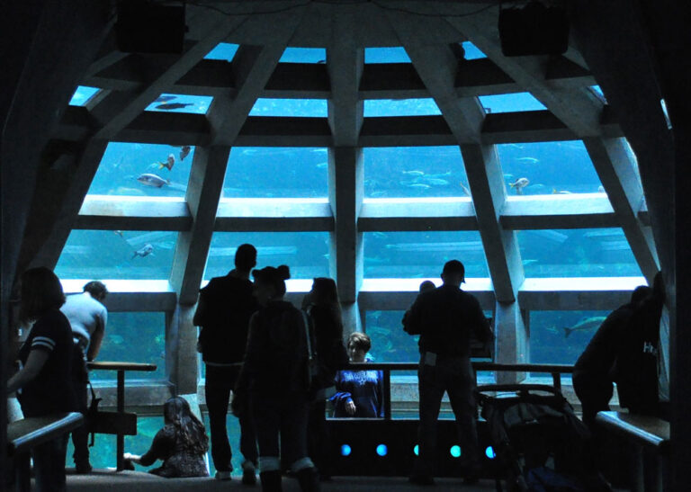 People are silhouetted against a large aquarium window, observing sea creatures swimming by. Among the top things to do in Seattle, this dimly lit room highlights the bright blue water and vibrant marine life.