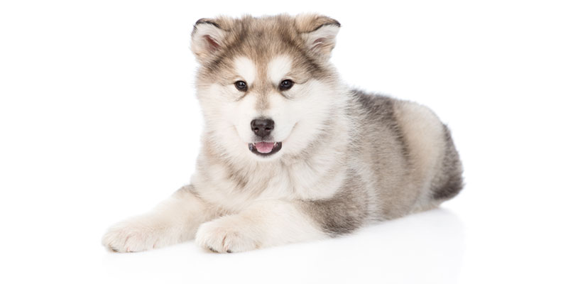 Alaskan Malamute puppies for sale