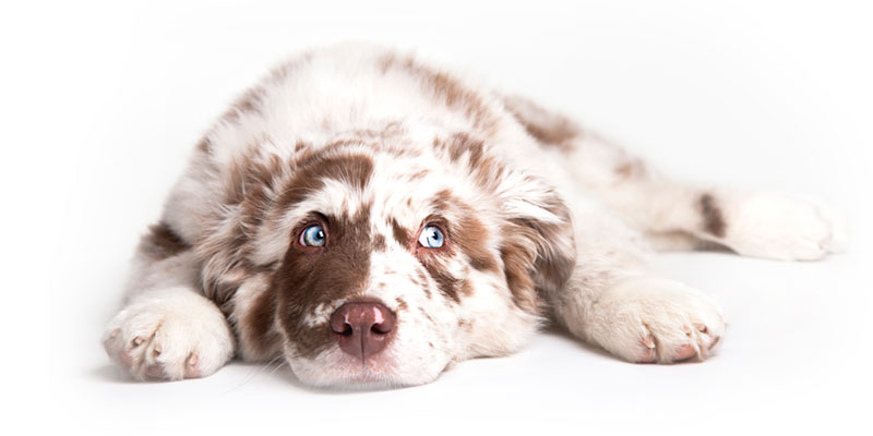 Australian Shepherd puppies for sale