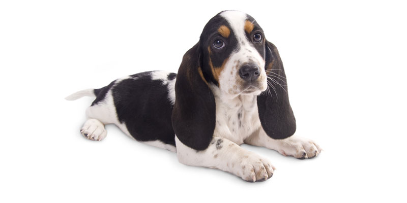 Basset Hound puppies for sale