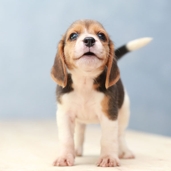 Uptown Puppies Beagle Breeder