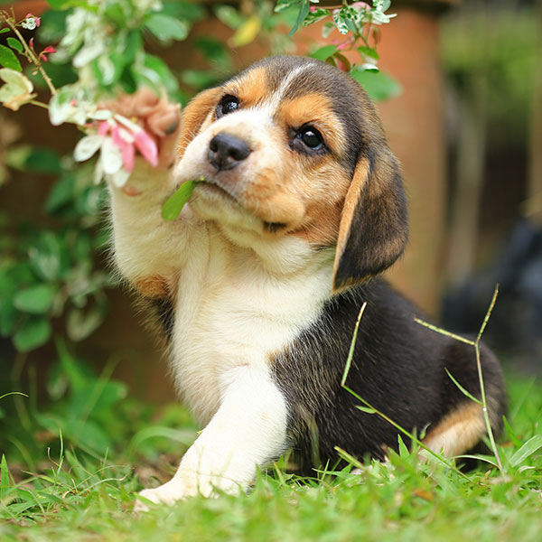 Beagle puppies for sale