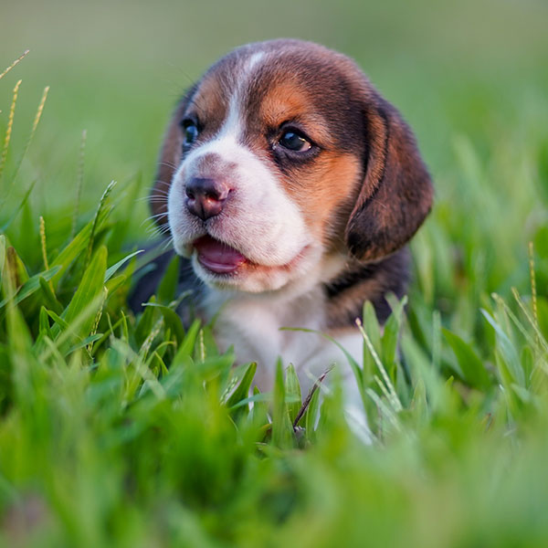 Beagle puppies for sale