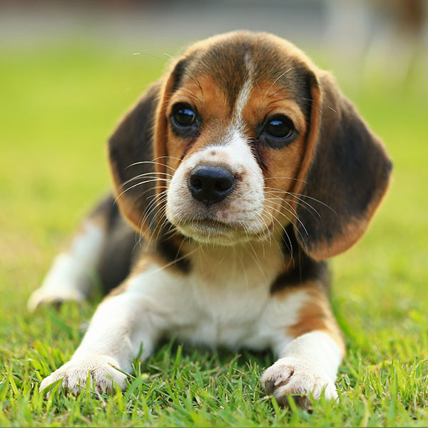 Beagle puppies for sale