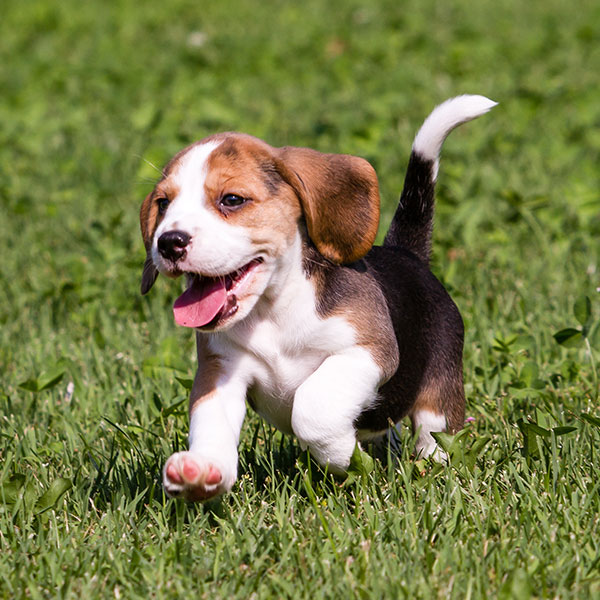 Beagle puppies for sale