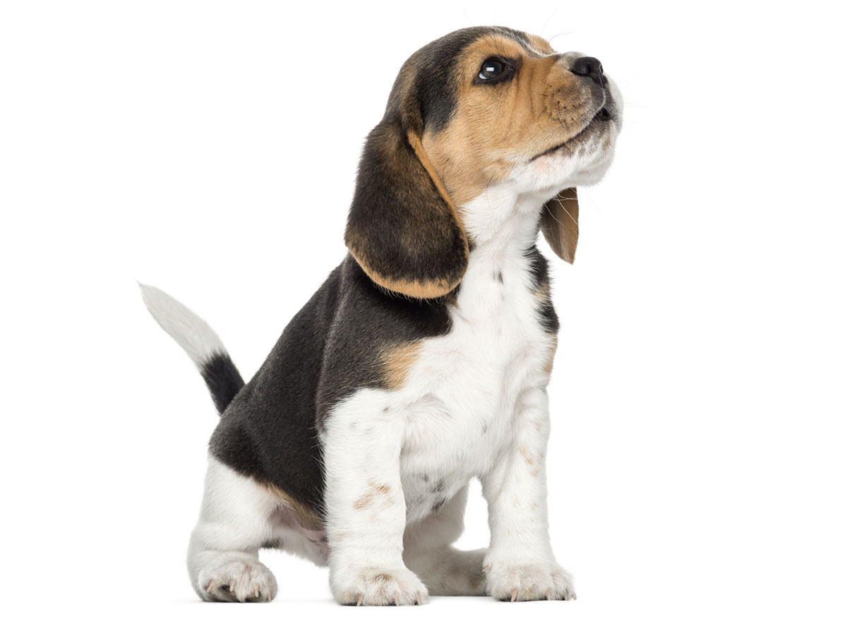 Beagle Puppies for Sale in New York by Uptown Puppies