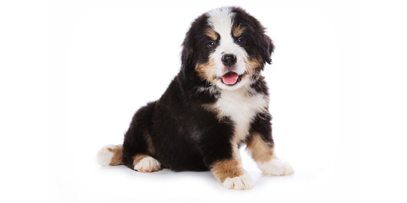 Bernese Mountain Dog puppies for sale