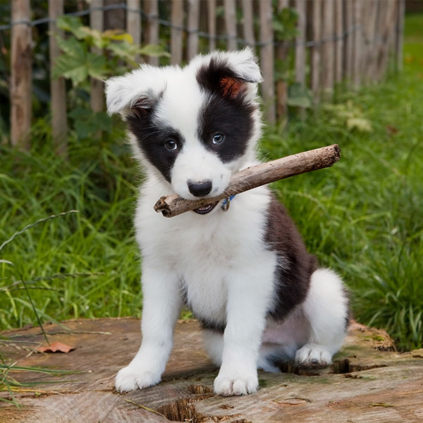 Uptown Puppies Breeder