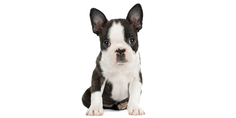 Boston Terrier puppies for sale