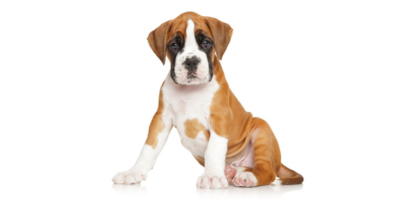 Boxer puppies for sale