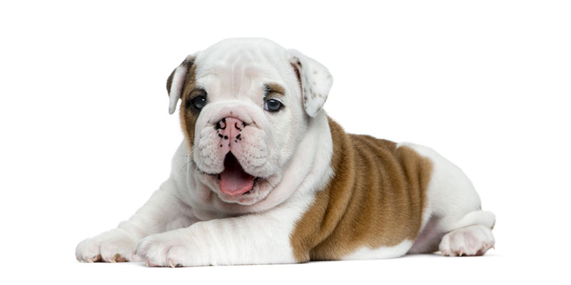 Bulldog puppies for sale