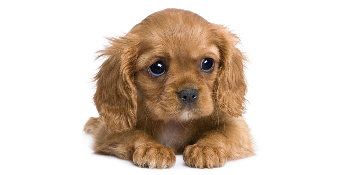 Cavalier King Charles puppies for sale