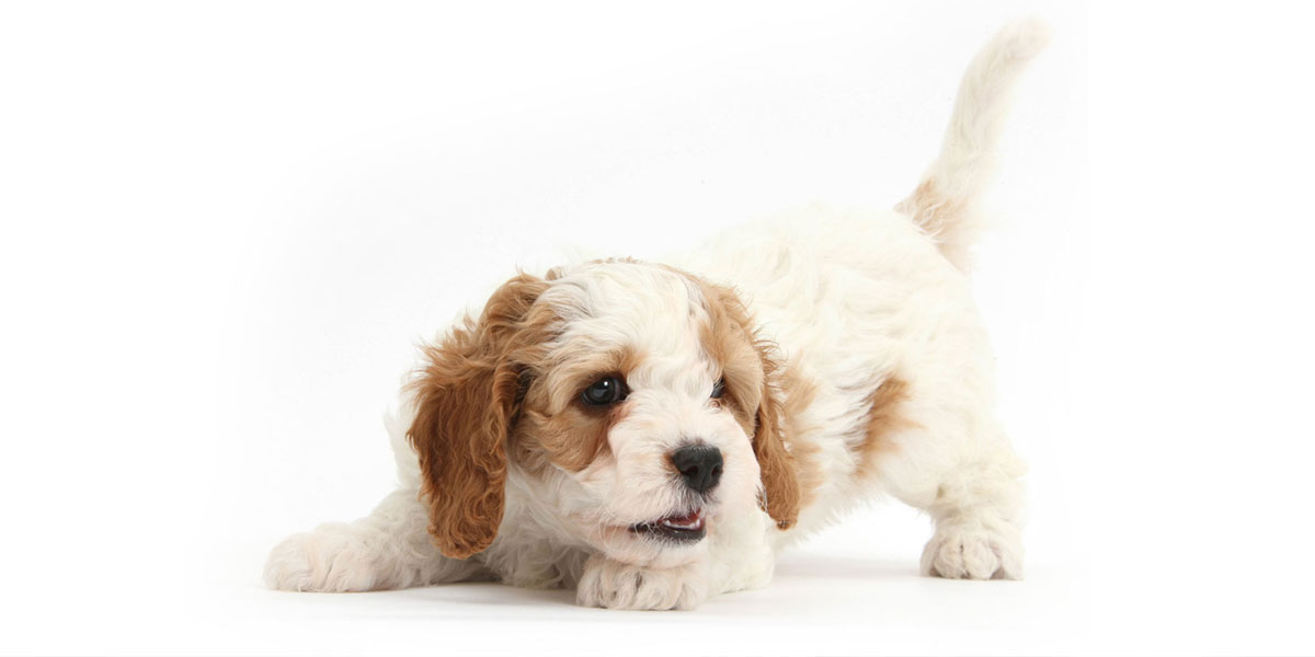 Cavapoo puppies for sale