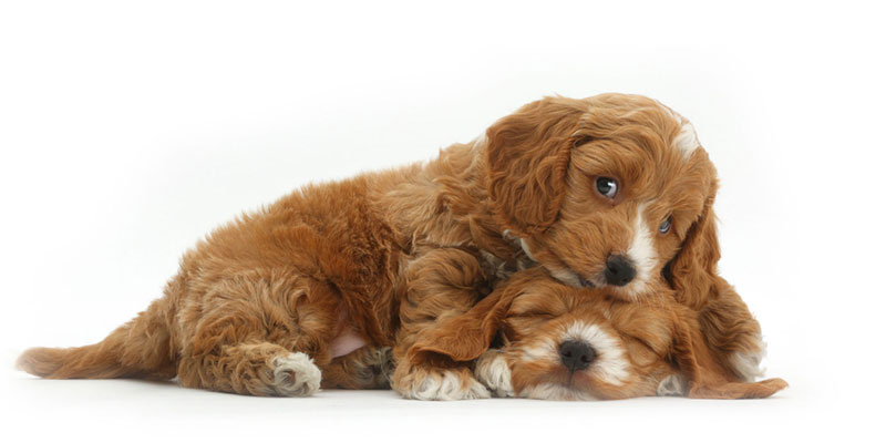 Cockapoo puppies for sale