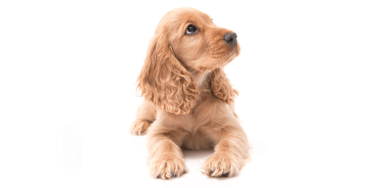 Cocker Spaniel puppies for sale