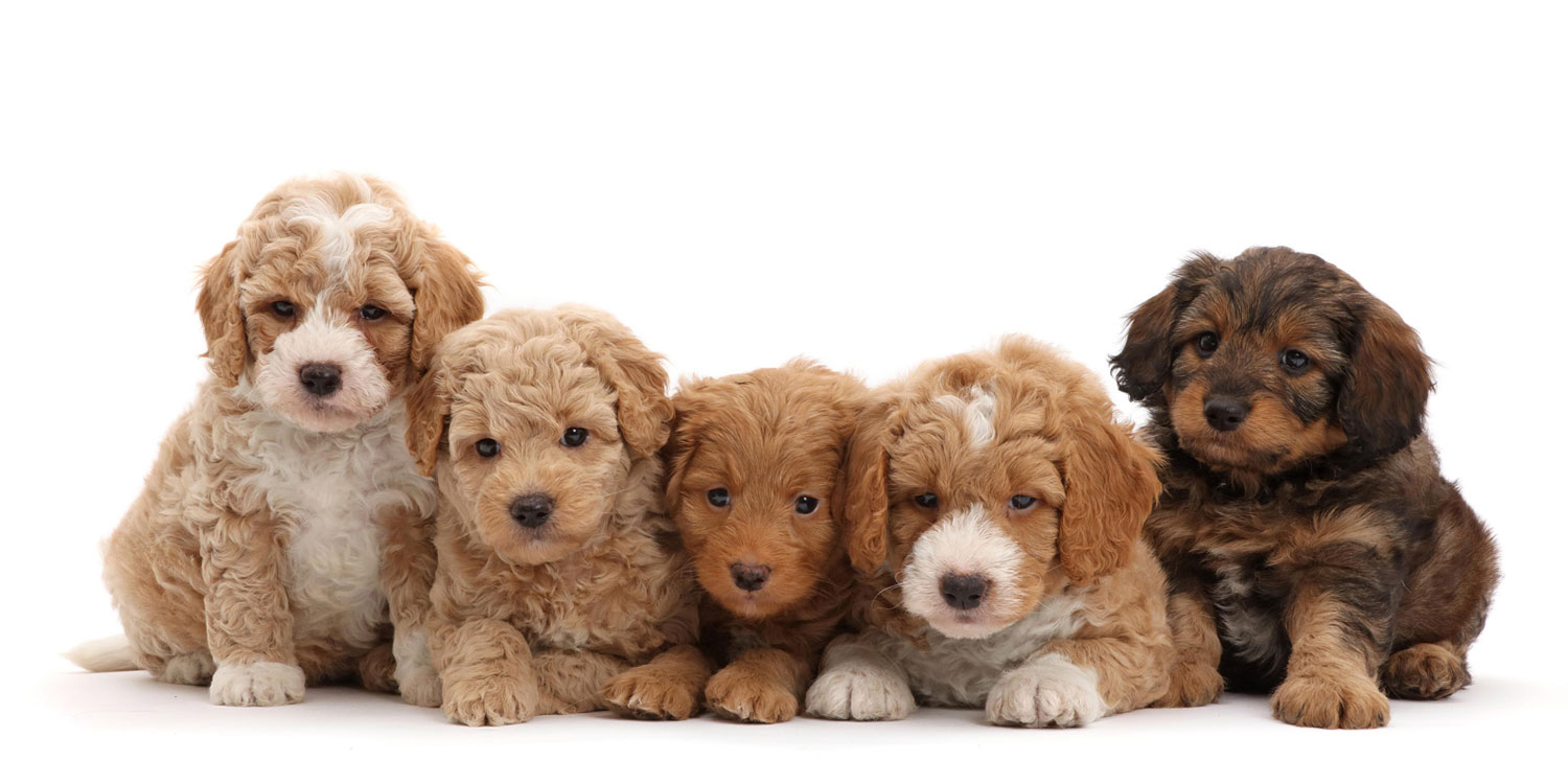 puppyfinder by Uptown Puppies