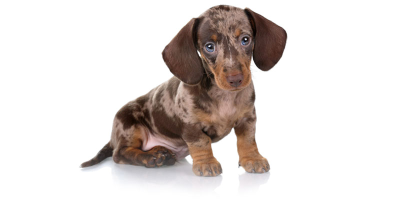 Dachshund puppies for sale