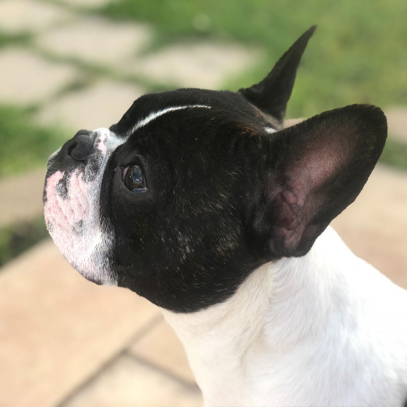 French Bulldog puppies for sale