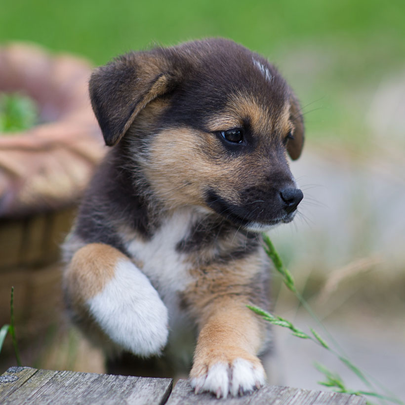 Uptown Puppies Breeder