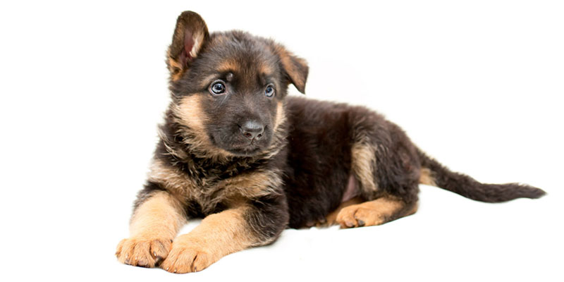 German Shepherd puppies for sale