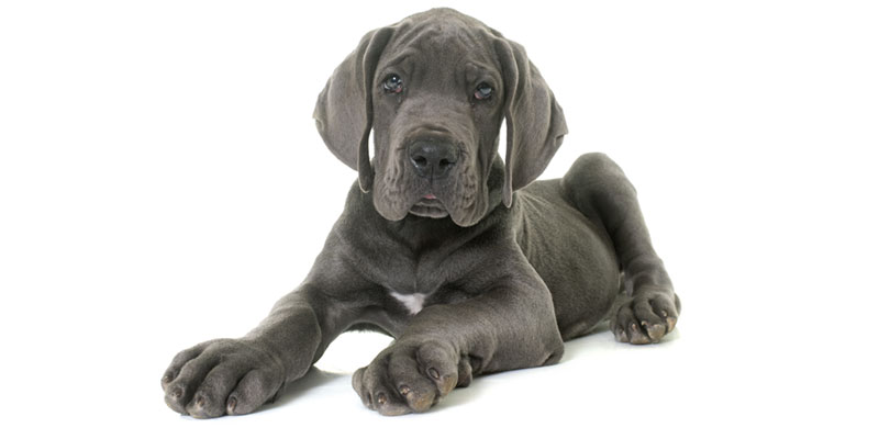 Great Dane puppies for sale